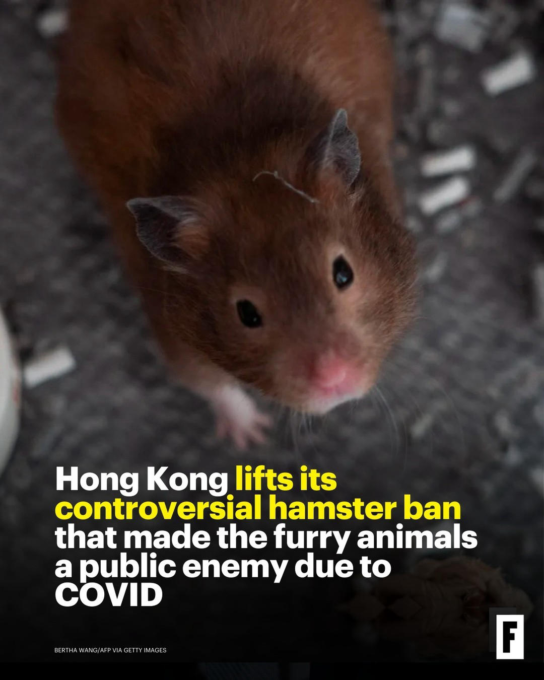 image  1 Hong Kong will lift a ban on importing hamsters for sale around the middle of this month, a year aft